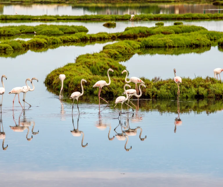 Fenicotteri Oasi Val Grande di Bibione